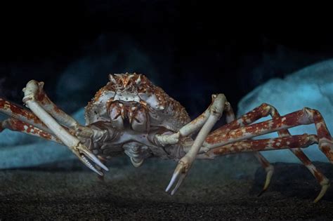 japanese spider crab adaptations